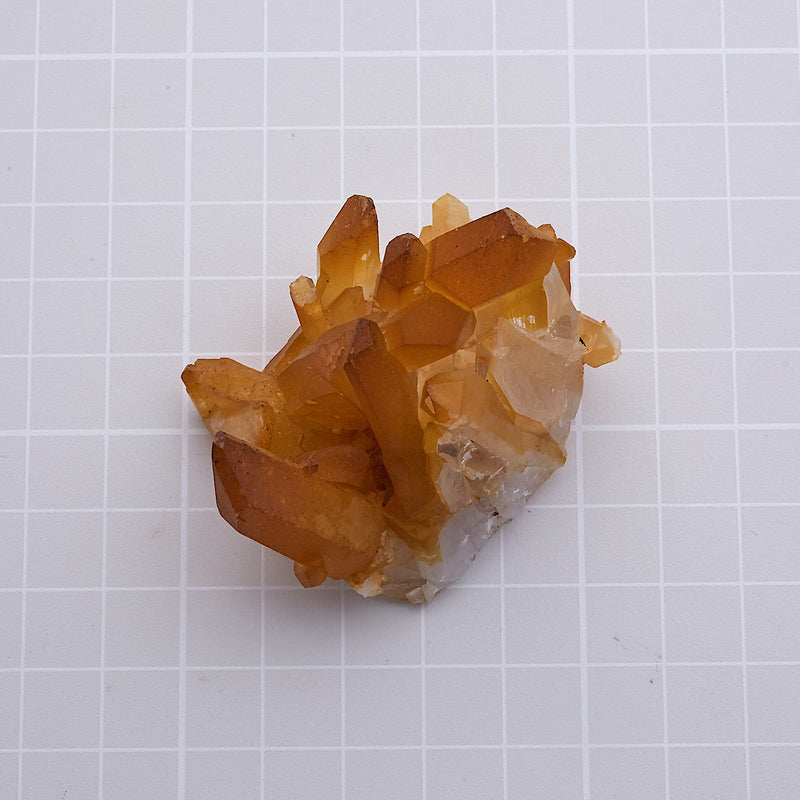 ゴールデンヒーラー_1834B