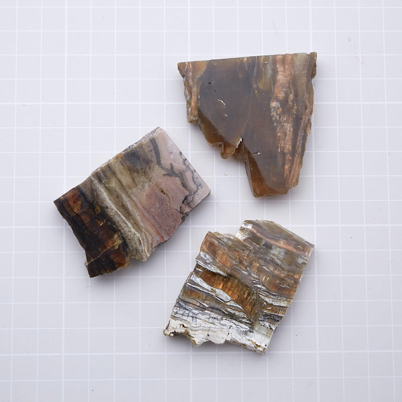 アリゾナピーターサイト_2208