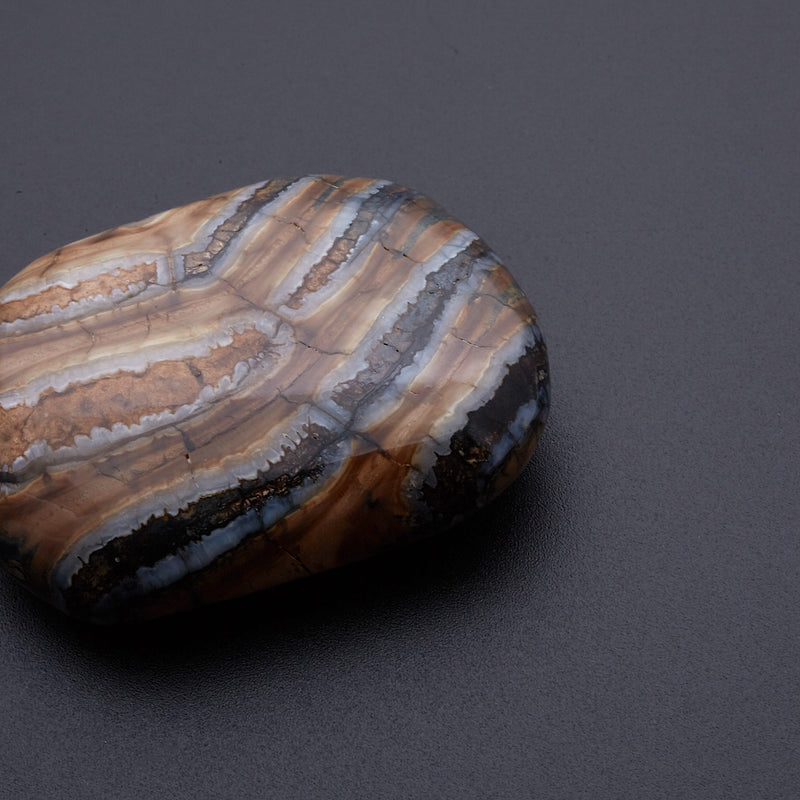 マンモスの歯の化石_2215B