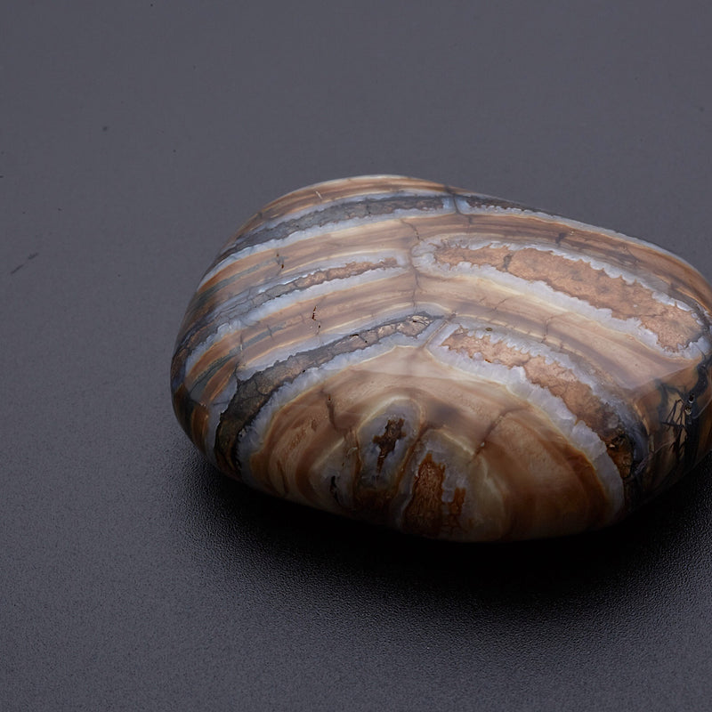 マンモスの歯の化石_2215B