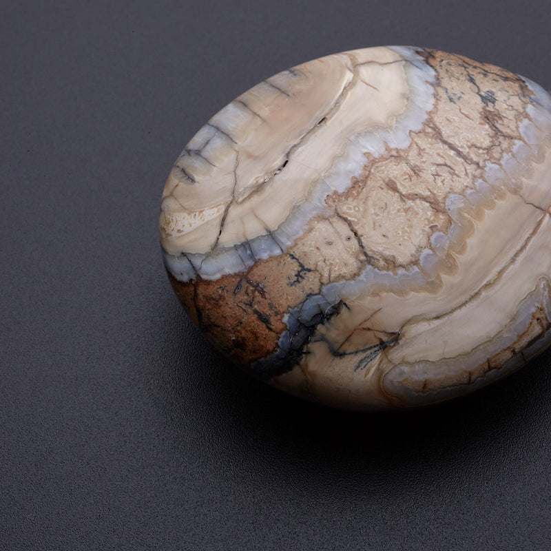 マンモスの歯の化石_2215C