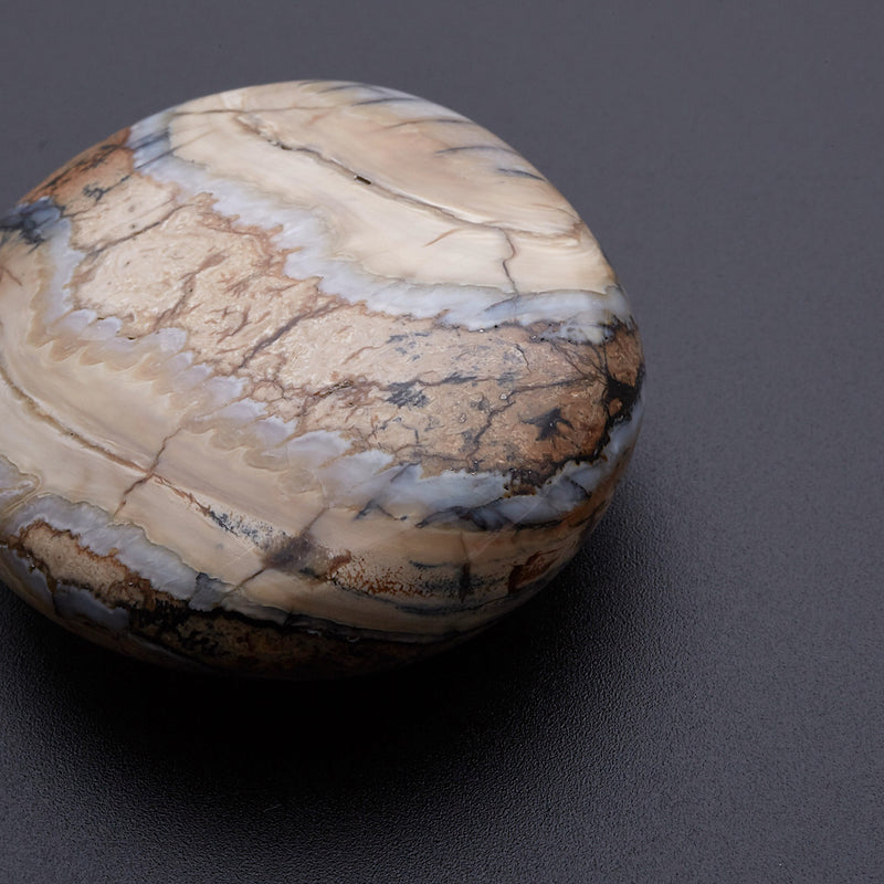 マンモスの歯の化石_2215C