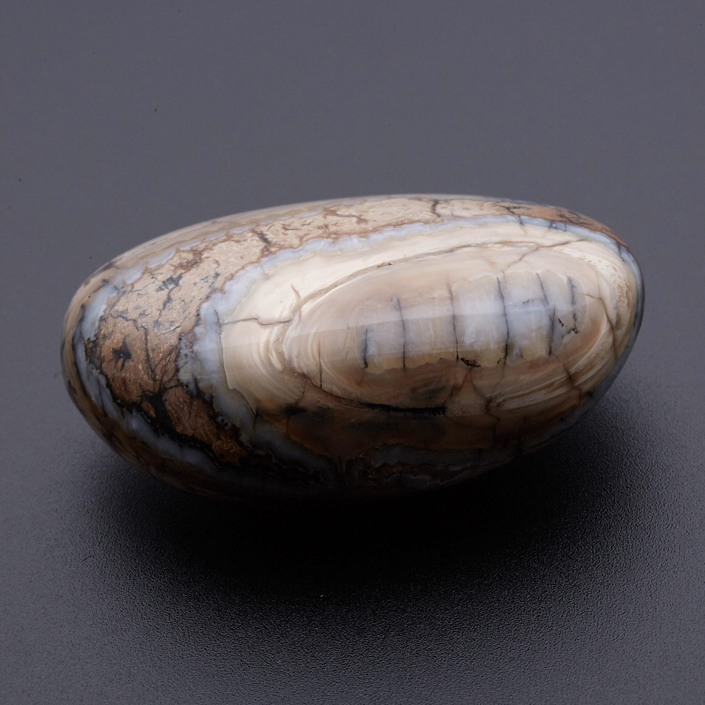 マンモスの歯の化石_2215C – URAOTO-to