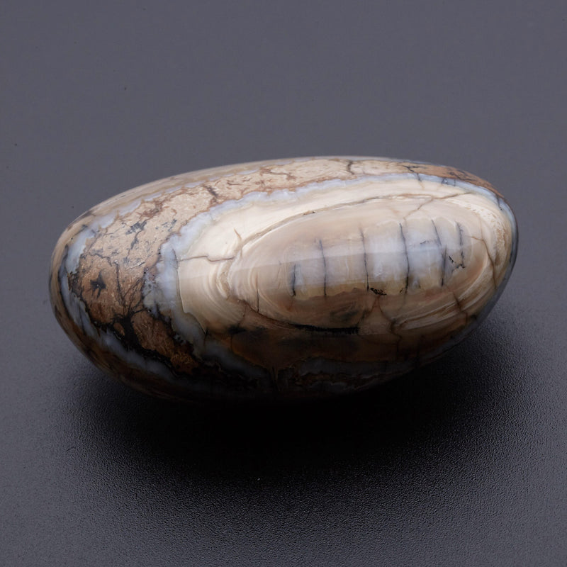 マンモスの歯の化石_2215C