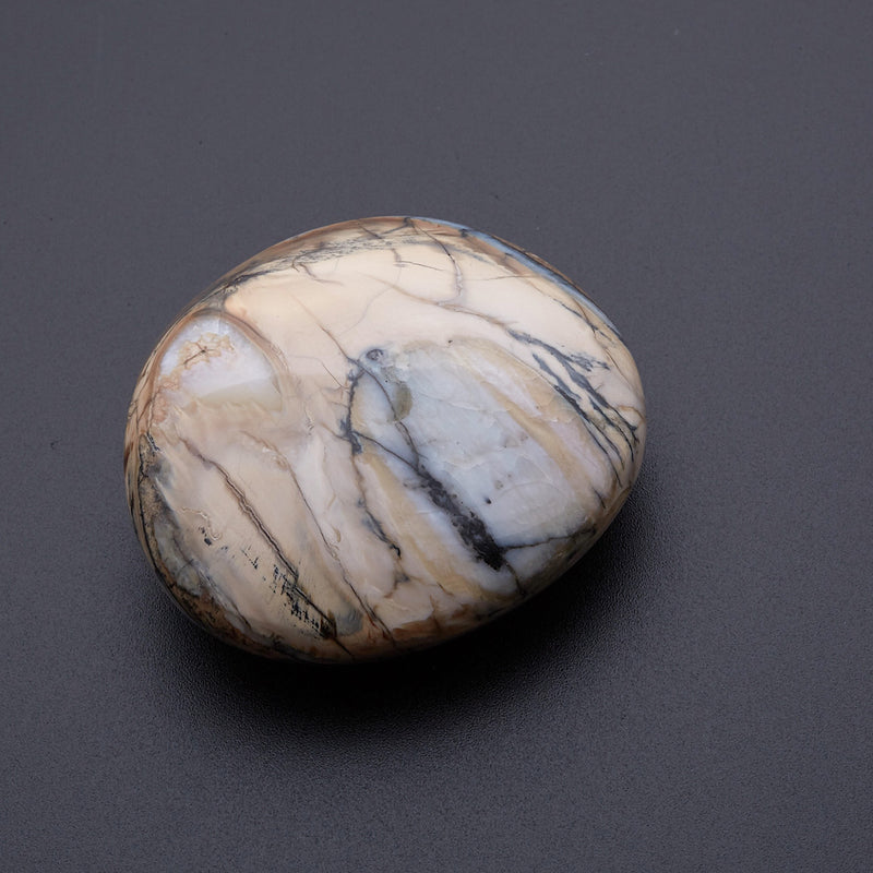 マンモスの歯の化石_2215C