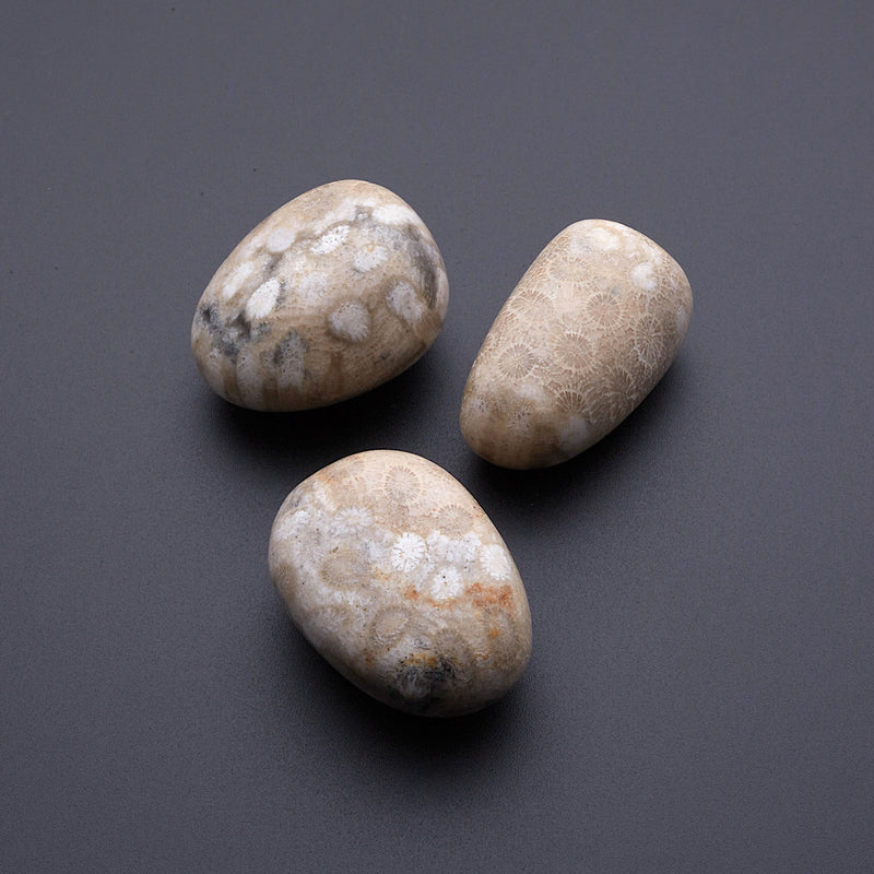 ペトスキーストーン_2254