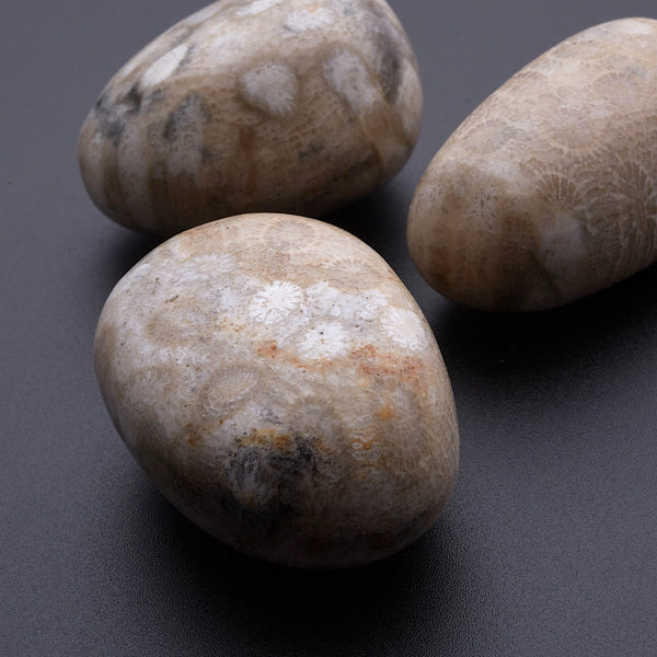 ペトスキーストーン_2254