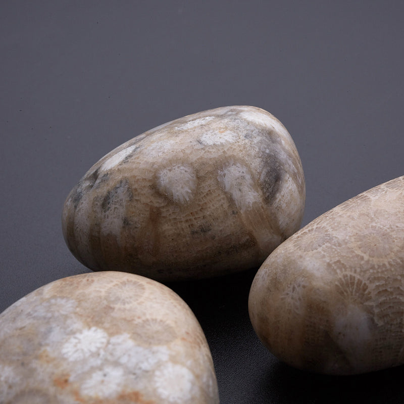 ペトスキーストーン_2254