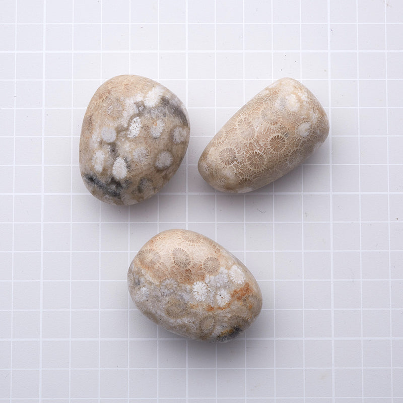 ペトスキーストーン_2254