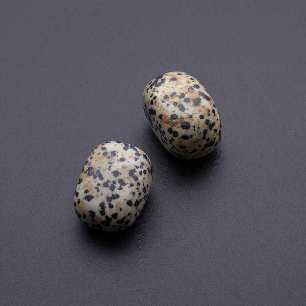 ダルメシアンジャスパー_2255