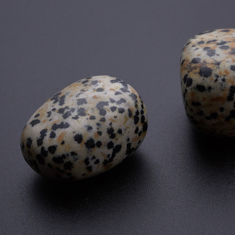 ダルメシアンジャスパー_2255