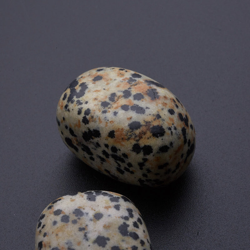 ダルメシアンジャスパー_2255