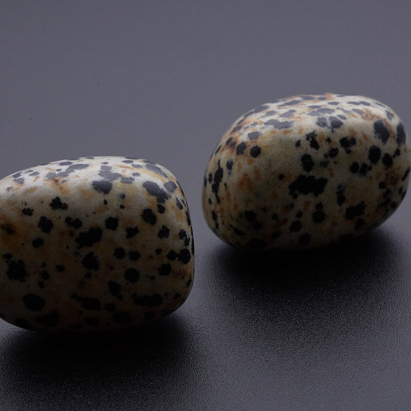 ダルメシアンジャスパー_2255