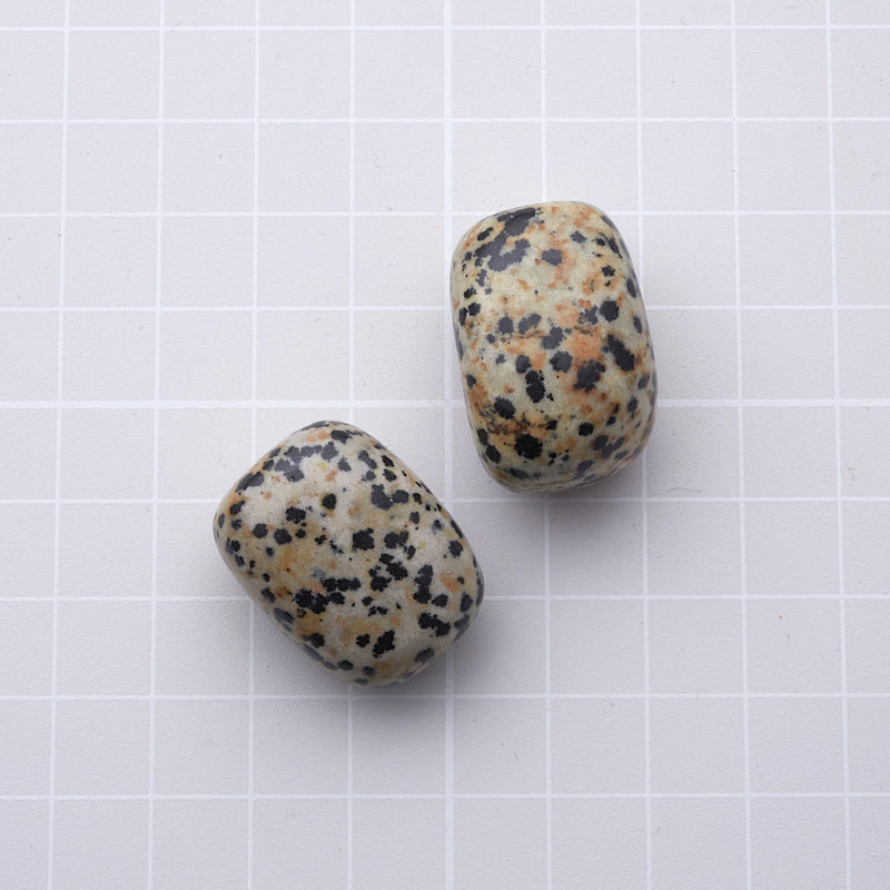 ダルメシアンジャスパー_2255