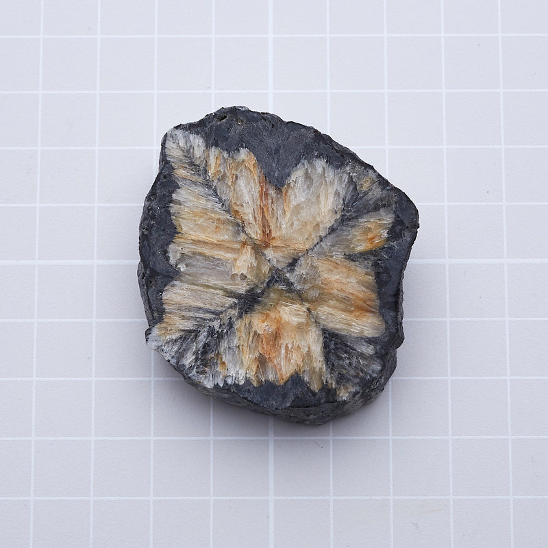 キアストロライト_2171A