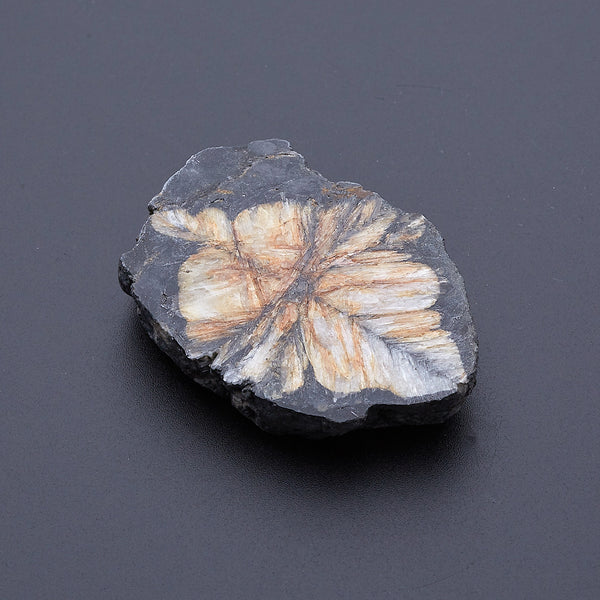 キアストロライト_2171B