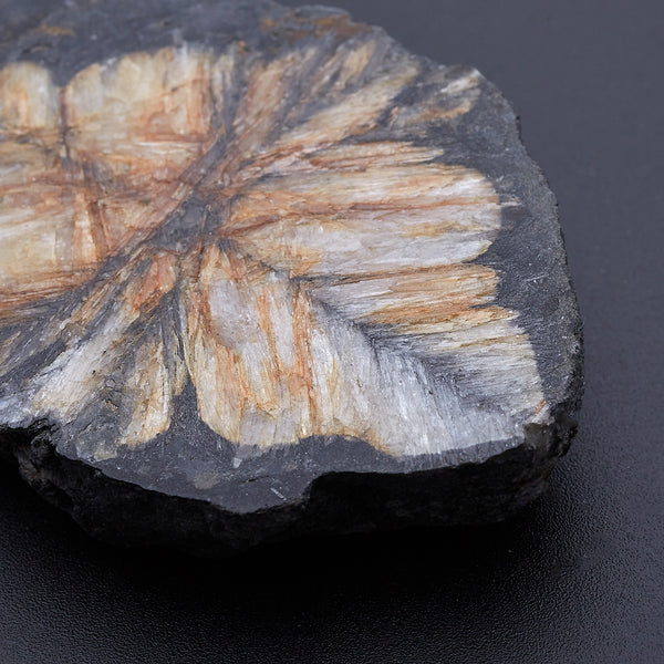 キアストロライト_2171B