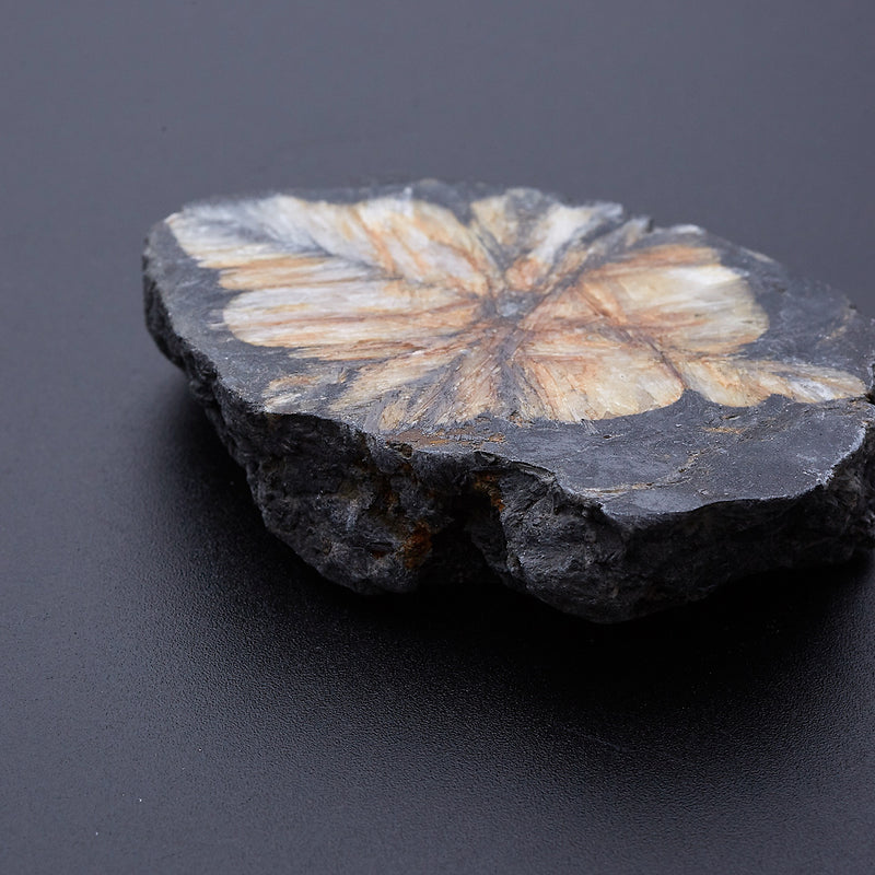 キアストロライト_2171B