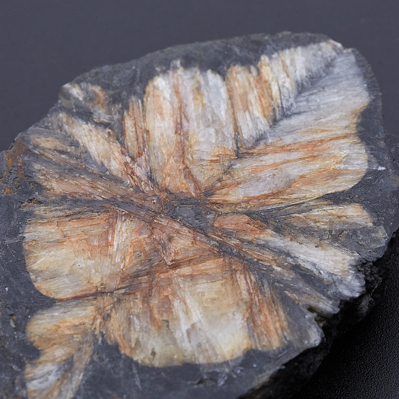 キアストロライト_2171B