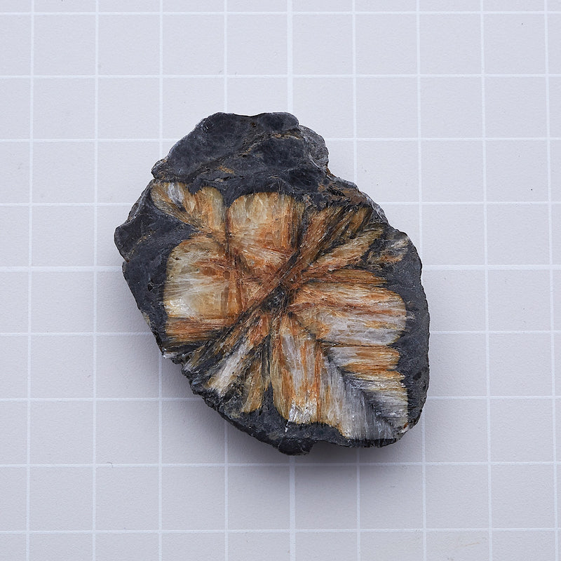 キアストロライト_2171B