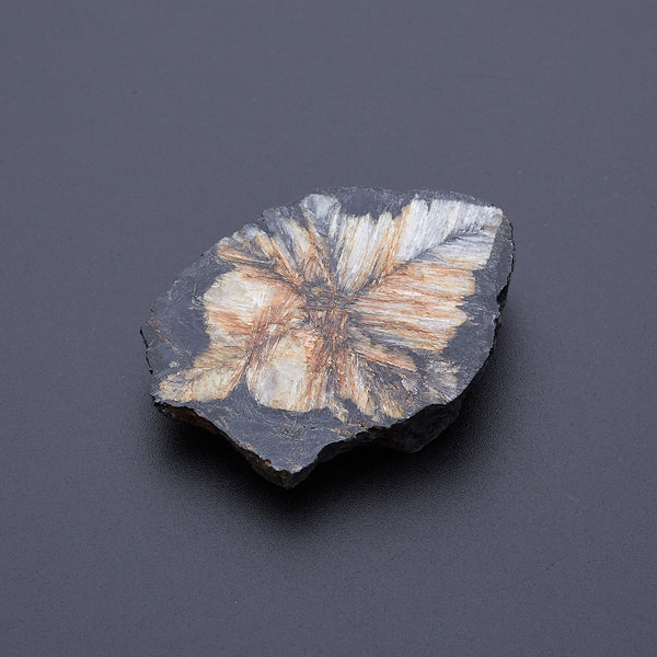 キアストロライト_2171C